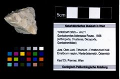 Foto (Objekt + Etikett) von Goniodromites bidentatus (Reuss, 1858)  (NHMW-GEO-1990-0041-3899)